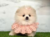 Safkan Pomeranian Boo Yavrularımız