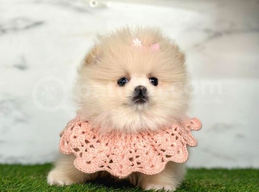 Safkan Pomeranian Boo Yavrularımız görsel