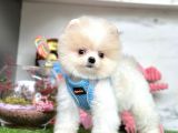 Safkan pomeranian boo yavrularımız