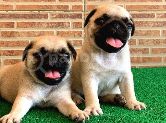 Muhteşem Güzellikte Basık Burun Gül Kuyruk Pug Yavrular görsel