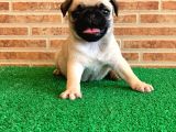 Muhteşem Güzellikte Basık Burun Gül Kuyruk Pug Yavrular