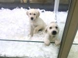 VONALP PET GARANTİLİ GOLDEN RETRİEVER YAVRULARIMIZ