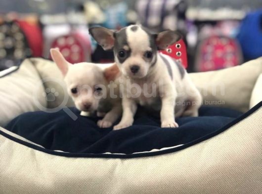 Vonalp Pet Garanti̇li̇ Chi̇huahua Yavrularimiz görsel