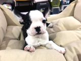 Vonalp Pet Garanti̇li̇ French Bulldog Yavrularimiz