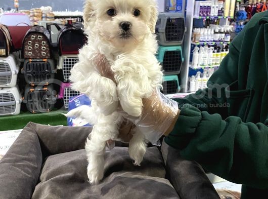 Vonalp Pet Garanti̇li̇ Malti̇poo Yavrularimiz
