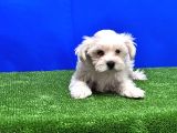 Maltese Terri̇er Yavru