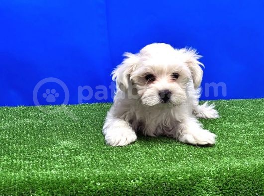 Maltese Terri̇er Yavru görsel
