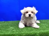 Maltese Terri̇er Yavru