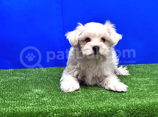Maltese Terri̇er Yavru görsel