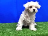 Maltese Terri̇er Yavru