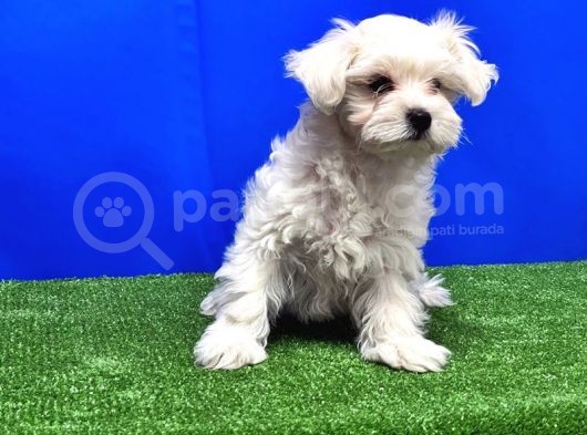 Maltese Terri̇er Yavru görsel