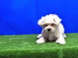 MALTESE TERRİER YAVRU