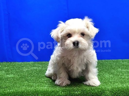 Maltese Terri̇er Yavru görsel