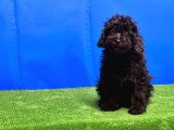SİYAH TOY POODLE YAVRULAR