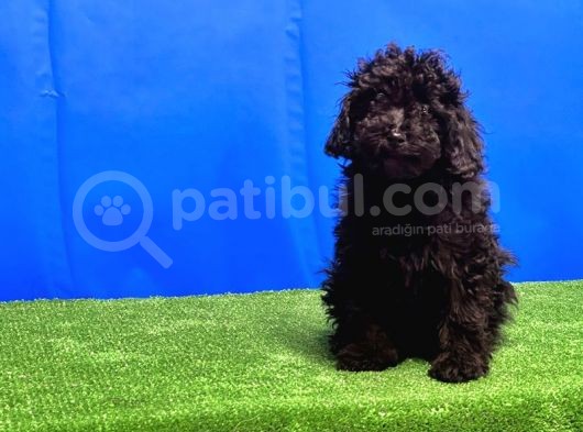 Si̇yah Toy Poodle Yavrular