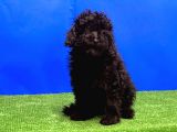 Si̇yah Toy Poodle Yavrular