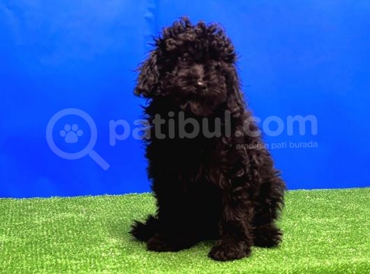 Si̇yah Toy Poodle Yavrular görsel