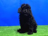 Si̇yah Toy Poodle Yavrular