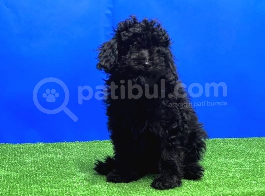Si̇yah Toy Poodle Yavrular görsel