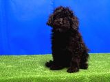 Si̇yah Toy Poodle Yavrular