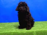 Si̇yah Toy Poodle Yavrular