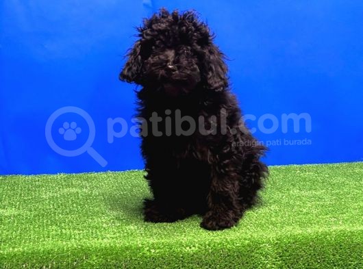 Si̇yah Toy Poodle Yavrular görsel