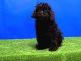 Si̇yah Toy Poodle Yavrular