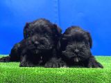 Si̇yah Mi̇nyatür Schnauzer Yavru