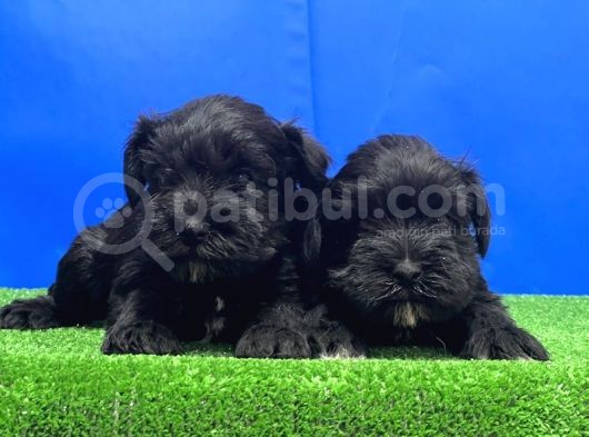 Si̇yah Mi̇nyatür Schnauzer Yavru görsel