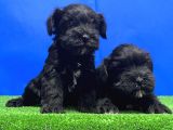 SİYAH MİNYATÜR SCHNAUZER YAVRU