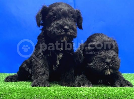 Si̇yah Mi̇nyatür Schnauzer Yavru