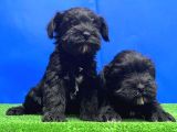 Si̇yah Mi̇nyatür Schnauzer Yavru