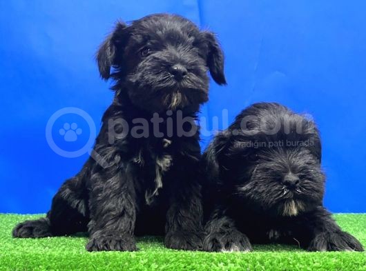 Si̇yah Mi̇nyatür Schnauzer Yavru görsel