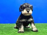 SALT AND PEPPER MİNYATÜR SCHNAUZER YAVRU