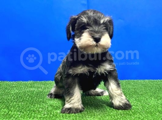 Salt And Pepper Mi̇nyatür Schnauzer Yavru