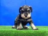 Salt And Pepper Mi̇nyatür Schnauzer Yavru