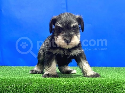 Salt And Pepper Mi̇nyatür Schnauzer Yavru görsel