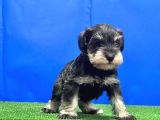 Salt And Pepper Mi̇nyatür Schnauzer Yavru