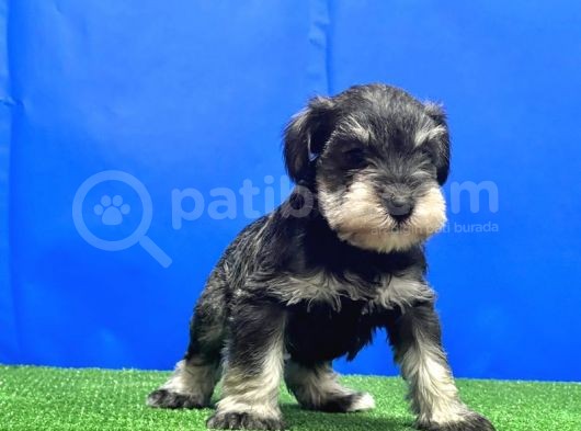 Salt And Pepper Mi̇nyatür Schnauzer Yavru görsel