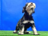 Salt And Pepper Mi̇nyatür Schnauzer Yavru