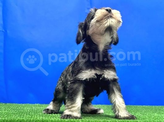 Salt And Pepper Mi̇nyatür Schnauzer Yavru görsel