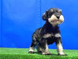 Salt And Pepper Mi̇nyatür Schnauzer Yavru