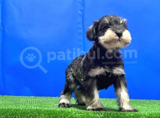 Salt And Pepper Mi̇nyatür Schnauzer Yavru görsel