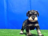 Salt And Pepper Mi̇nyatür Schnauzer Yavru
