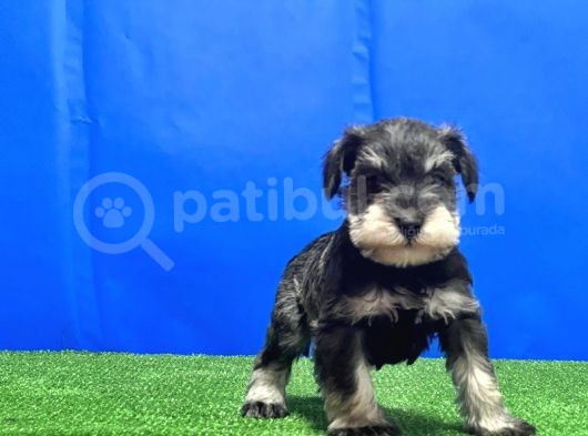 Salt And Pepper Mi̇nyatür Schnauzer Yavru görsel
