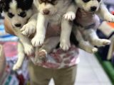 Vonalp Pet Garanti̇li̇ Si̇bi̇rya Kurdu (Husky) Yavrularimiz