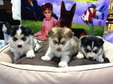 VONALP PET GARANTİLİ SİBİRYA KURDU (HUSKY) YAVRULARIMIZ