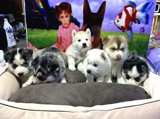 Vonalp Pet Garanti̇li̇ Si̇bi̇rya Kurdu (Husky) Yavrularimiz görsel