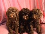 DARK CHOCOLATE TOY POODLE YAVRULAR