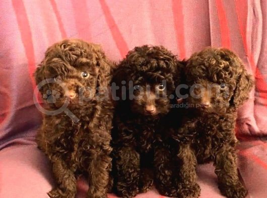 Dark Chocolate Toy Poodle Yavrular